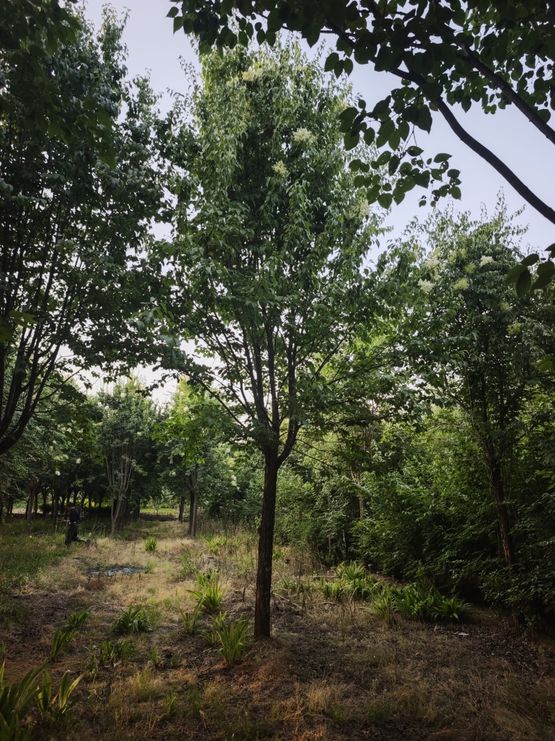 爆马丁香