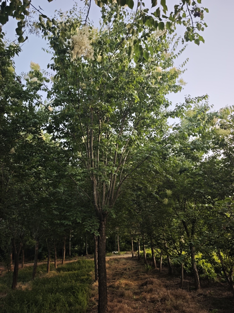 爆马丁香