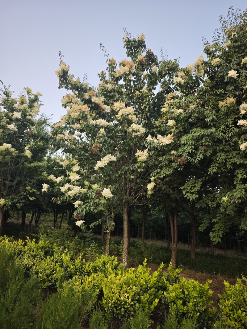 爆马丁香