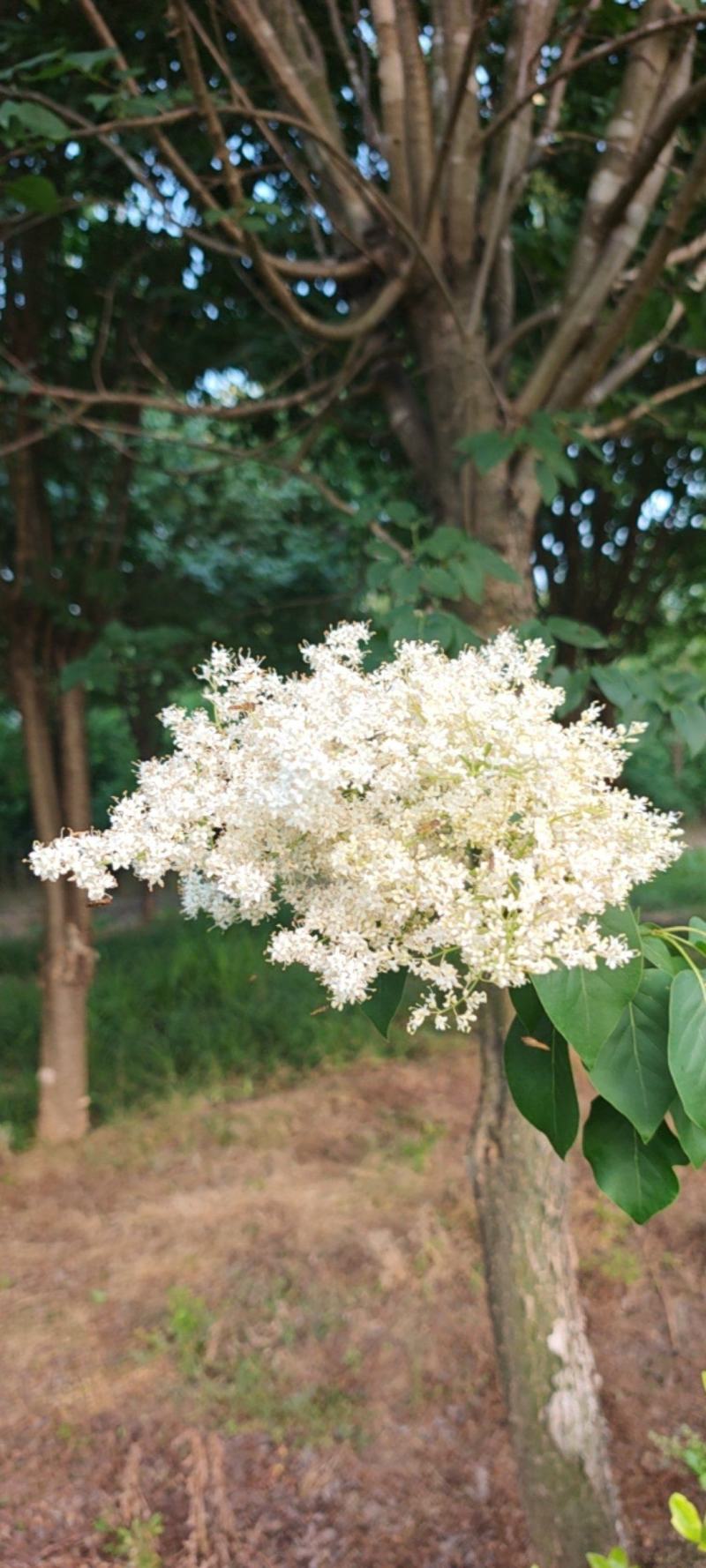 爆马丁香