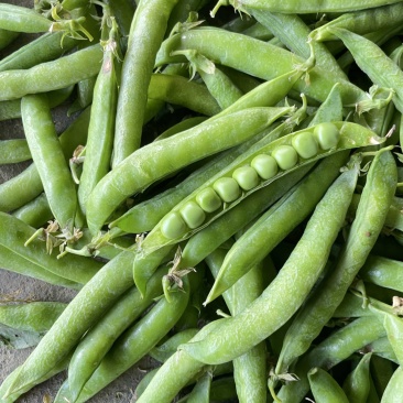 精品豌豆荚，双11，12，青秀，饱满，保质保量