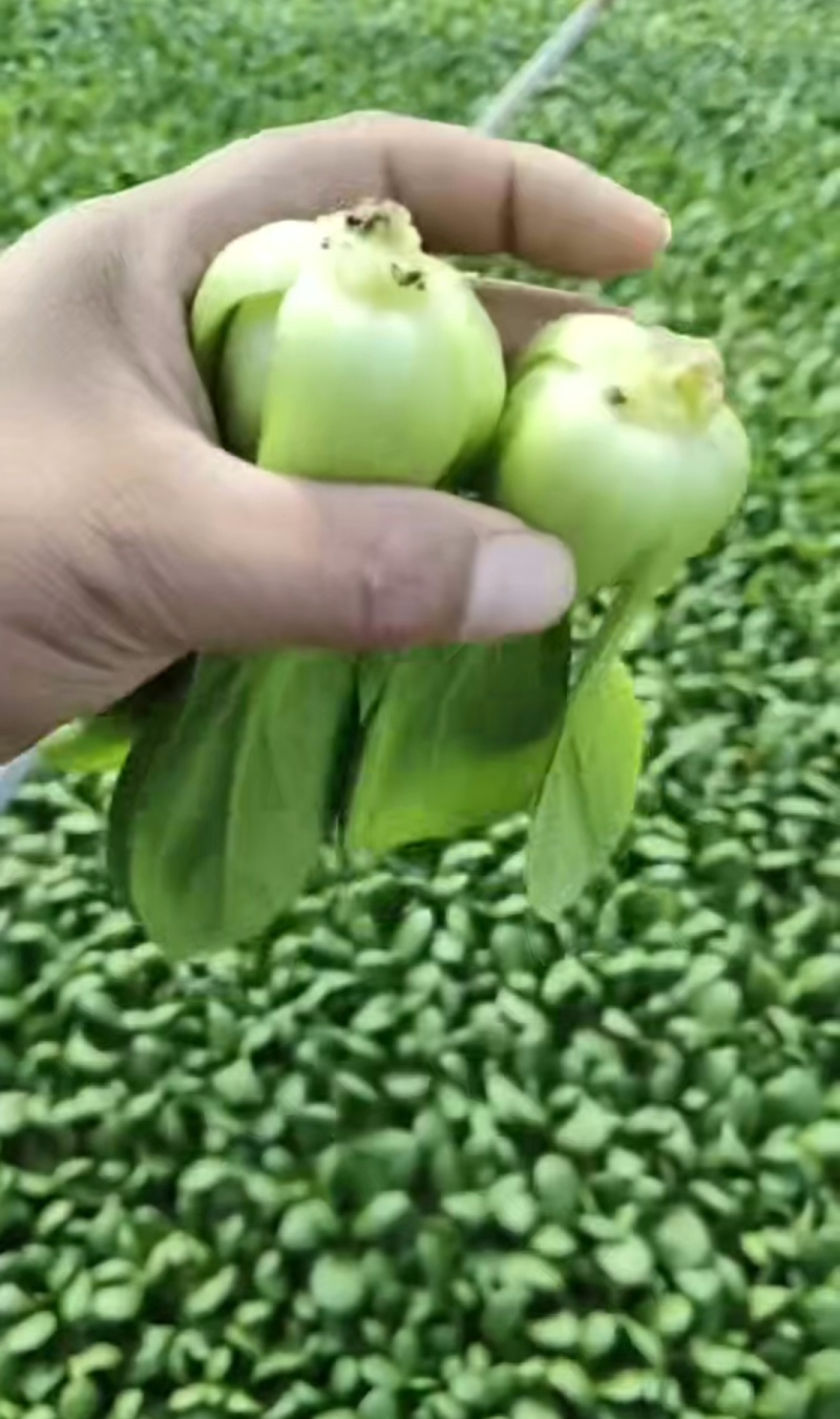 山东菏泽曹县上海青