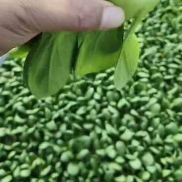 山东菏泽曹县上海青