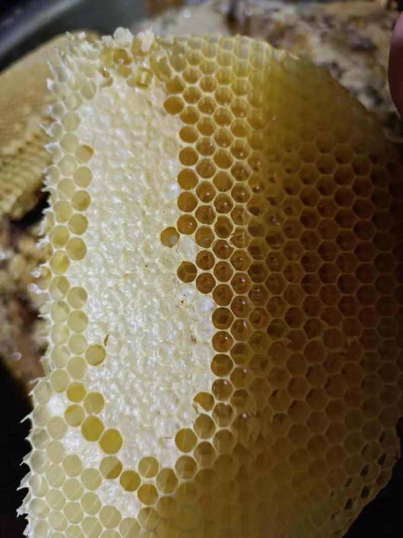 中蜂土蜂蜜保质保量货源充足量大从优欢迎订购/包邮