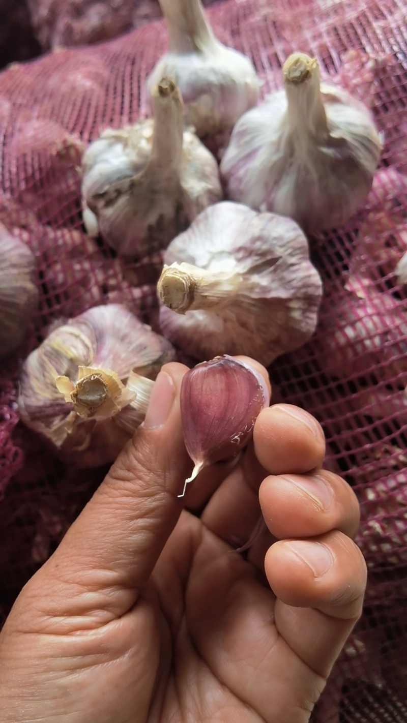 云南大理红蒜干货大量有货份证质量欢迎老板到现场看货