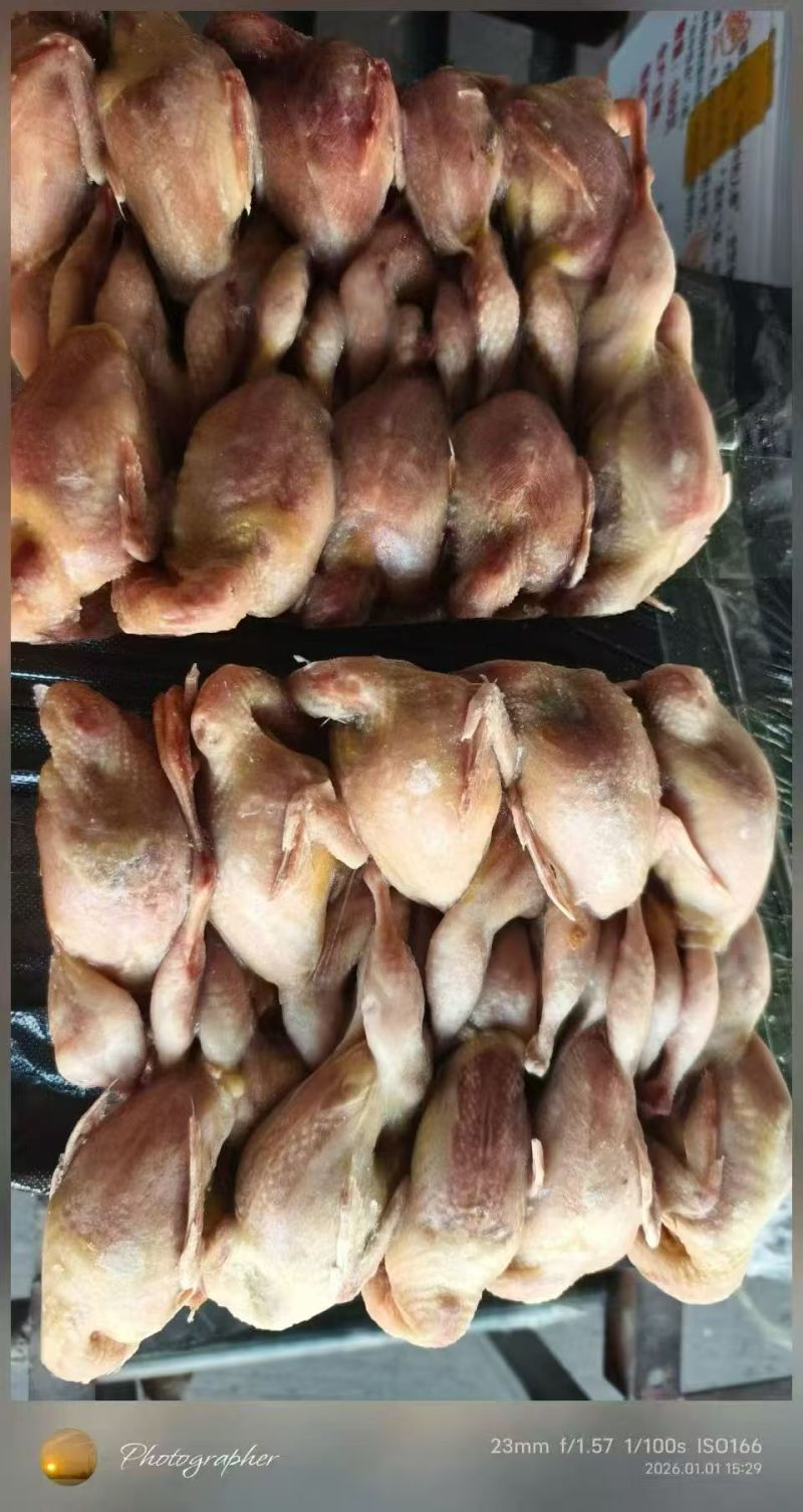 鹌鹑