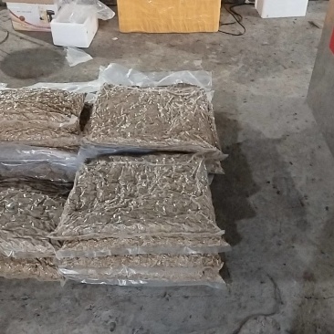 黑水虻蒸煮冻虫