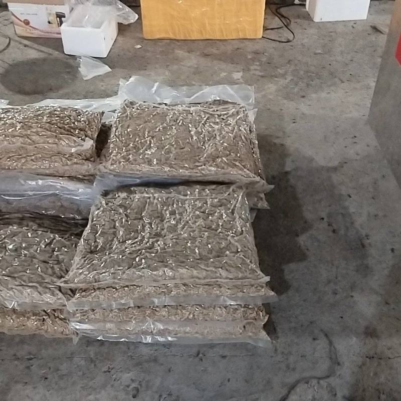 黑水虻蒸煮冻虫