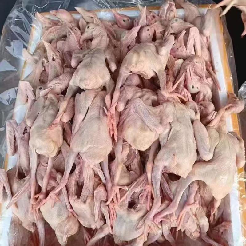 乳鸽