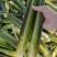 茭白高山冷水茭口感佳每日现采