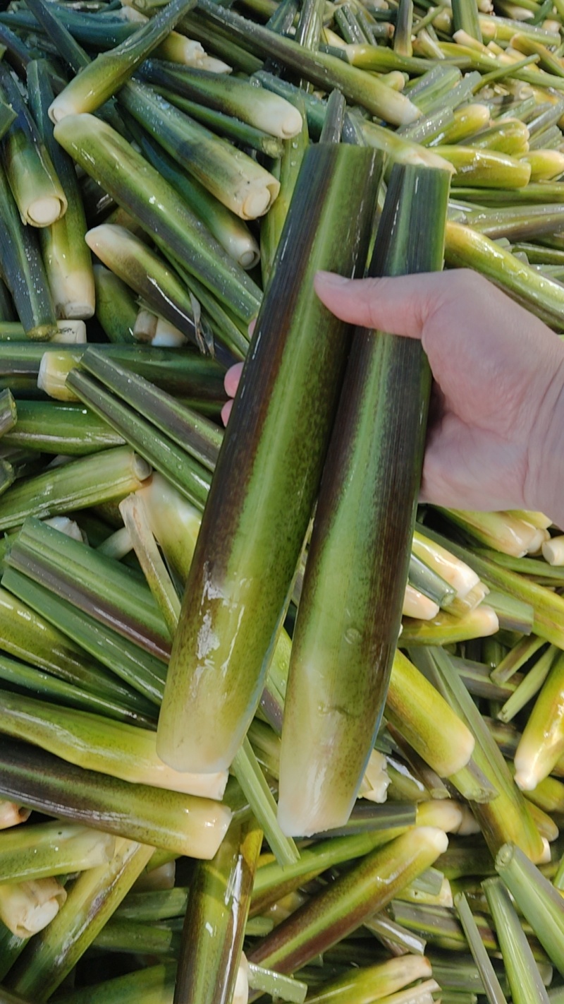 茭白高山冷水茭口感佳每日现采