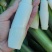 茭白高山冷水茭口感佳每日现采