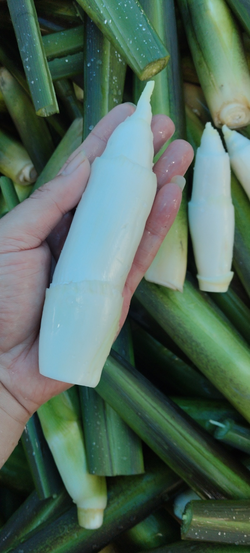 茭白高山冷水茭口感佳每日现采
