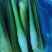 茭白高山冷水茭口感佳每日现采