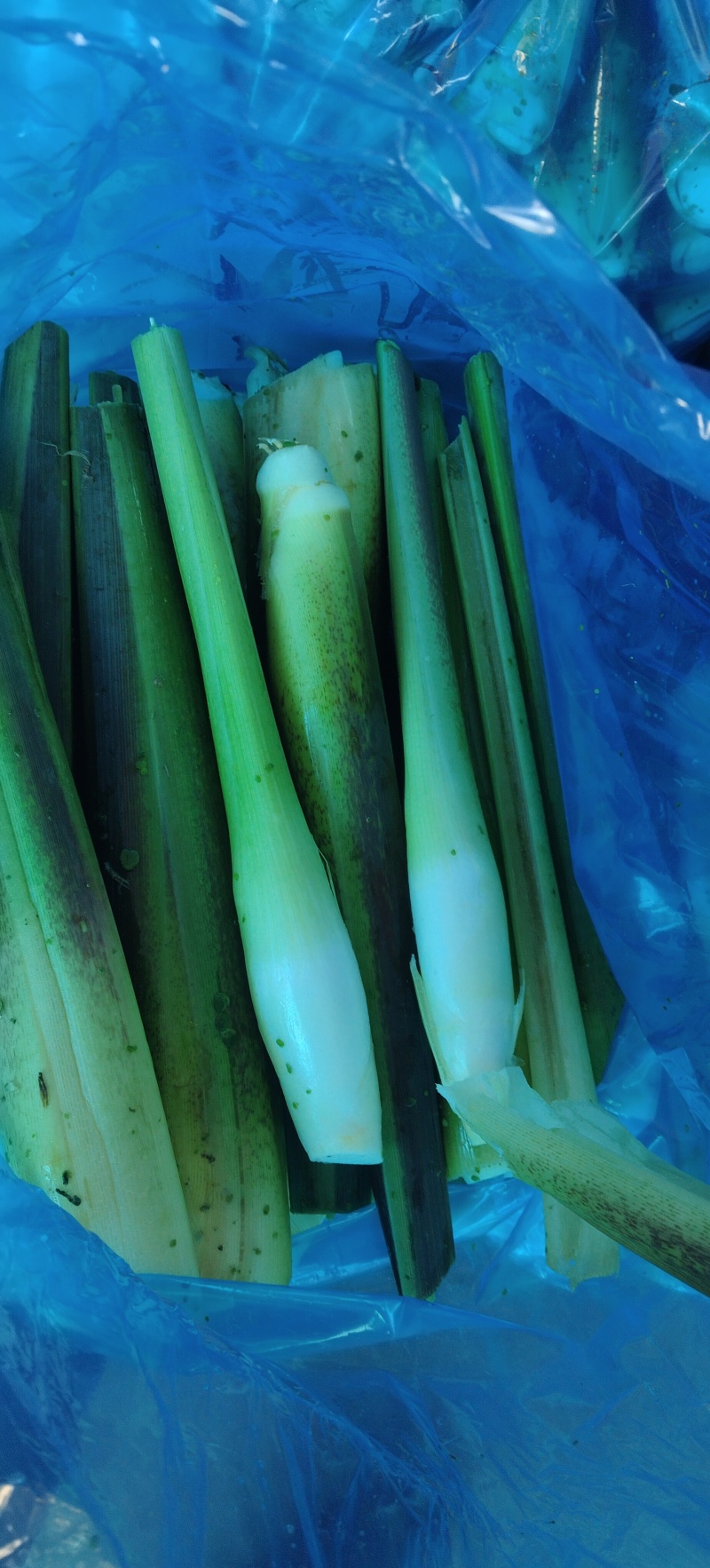 茭白高山冷水茭口感佳每日现采