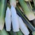 茭白高山冷水茭口感佳每日现采