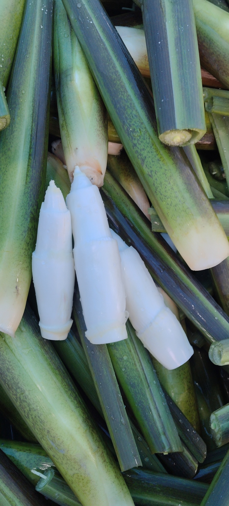 茭白高山冷水茭口感佳每日现采