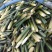茭白高山冷水茭口感佳每日现采