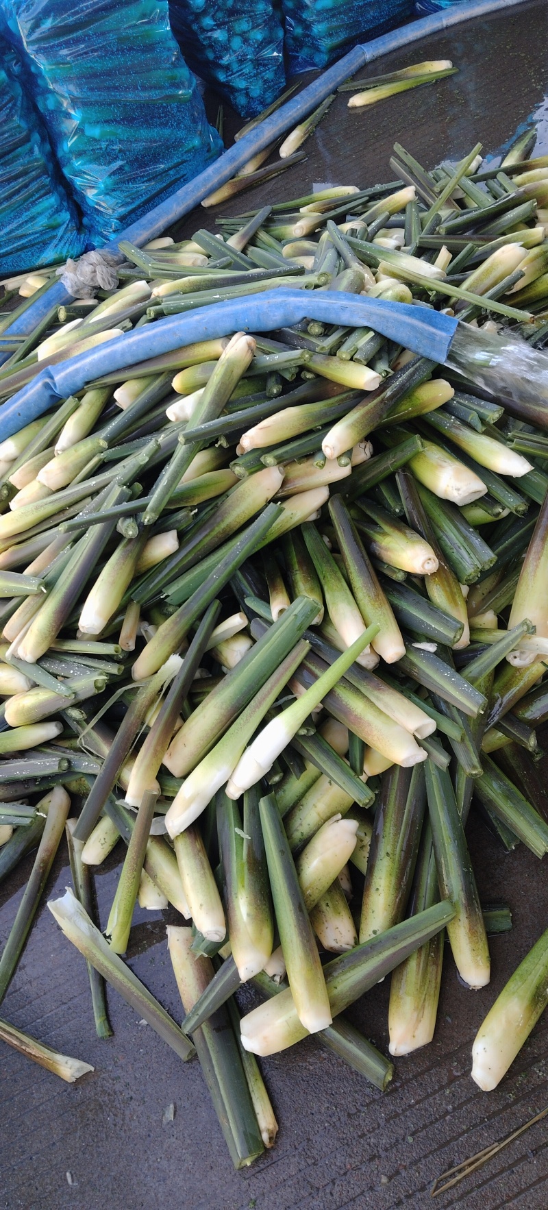 茭白高山冷水茭口感佳每日现采