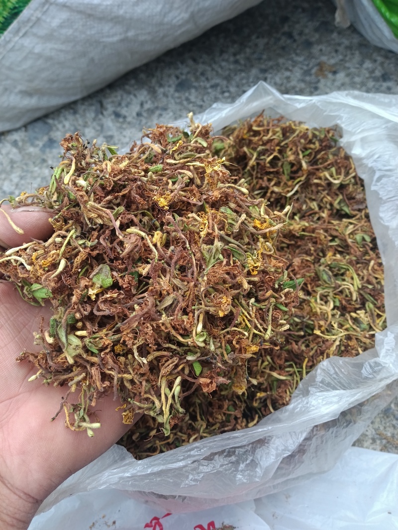 刚产新野生山银花