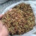 刚产新野生山银花