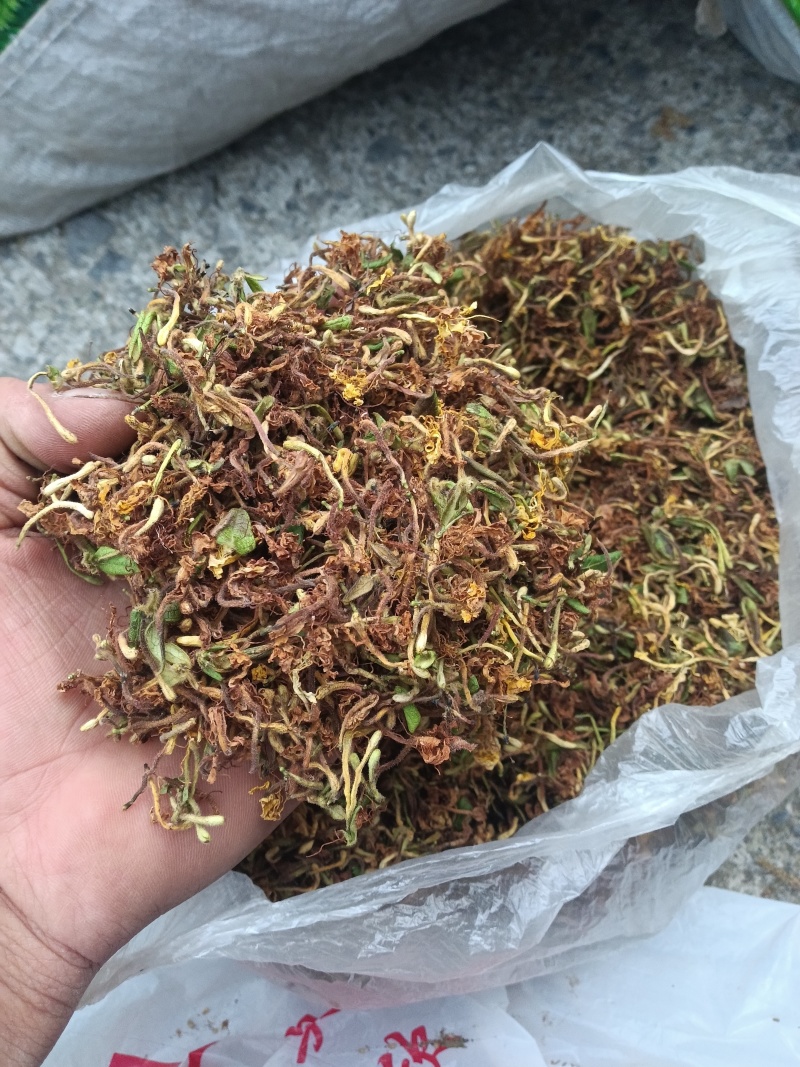 刚产新野生山银花