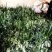 端午节鲜艾草束量大质优50束每梱可开发票