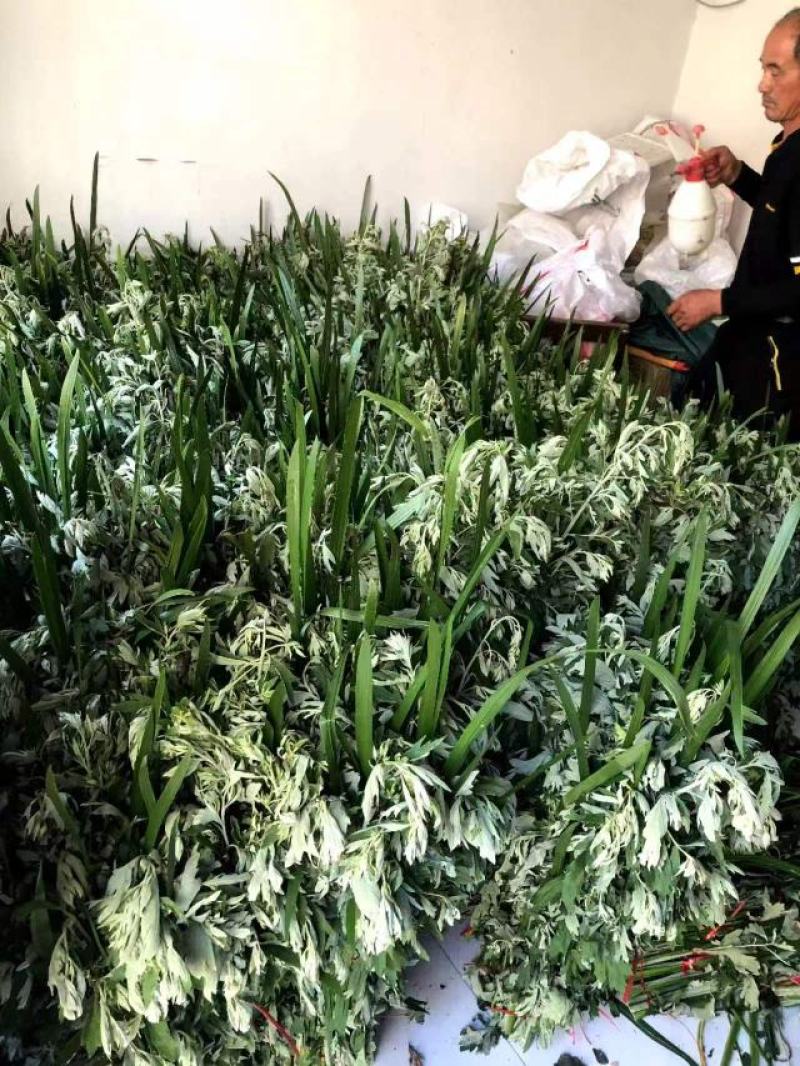 端午节鲜艾草束量大质优50束每梱可开发票