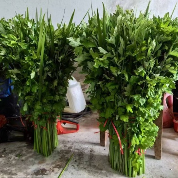 产地直供端午节精品鲜艾草束量大质优50束每梱可开发票