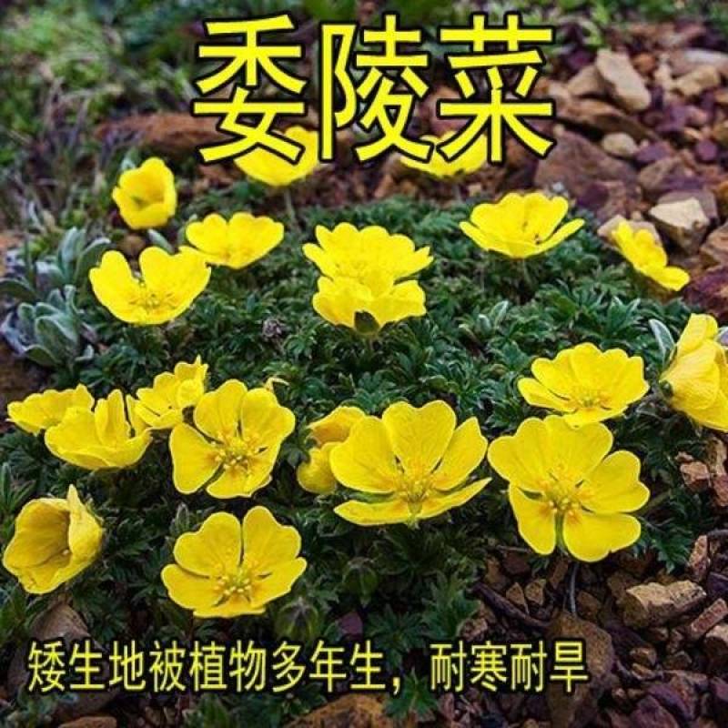 委陵菜种子阳台庭院盆栽室内四季易种地被花卉种子多年生黄色