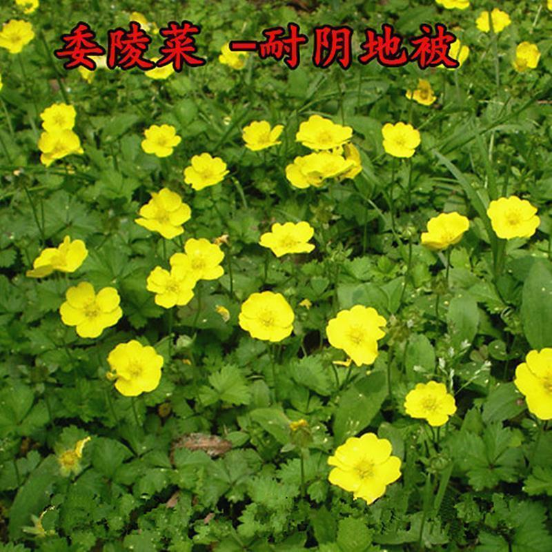 委陵菜种子阳台庭院盆栽室内四季易种地被花卉种子多年生黄色