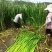 产地直供端午节精品鲜艾草束量大质优50束每梱可开发票