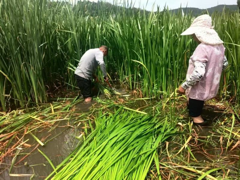 产地直供端午节精品鲜艾草束量大质优50束每梱可开发票