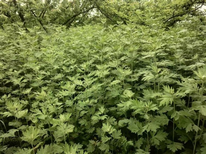 产地直供端午节精品鲜艾草束量大质优50束每梱可开发票