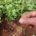 清誉重瓣栀子花#小叶栀子花#桅子花扦插芽苗#场地大量供应