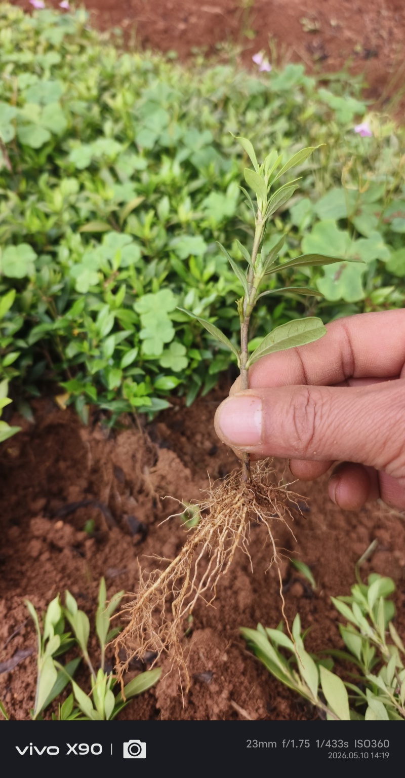 清誉重瓣栀子花#小叶栀子花#桅子花扦插芽苗#场地大量供应