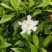 清誉重瓣栀子花#小叶栀子花#桅子花扦插芽苗#场地大量供应