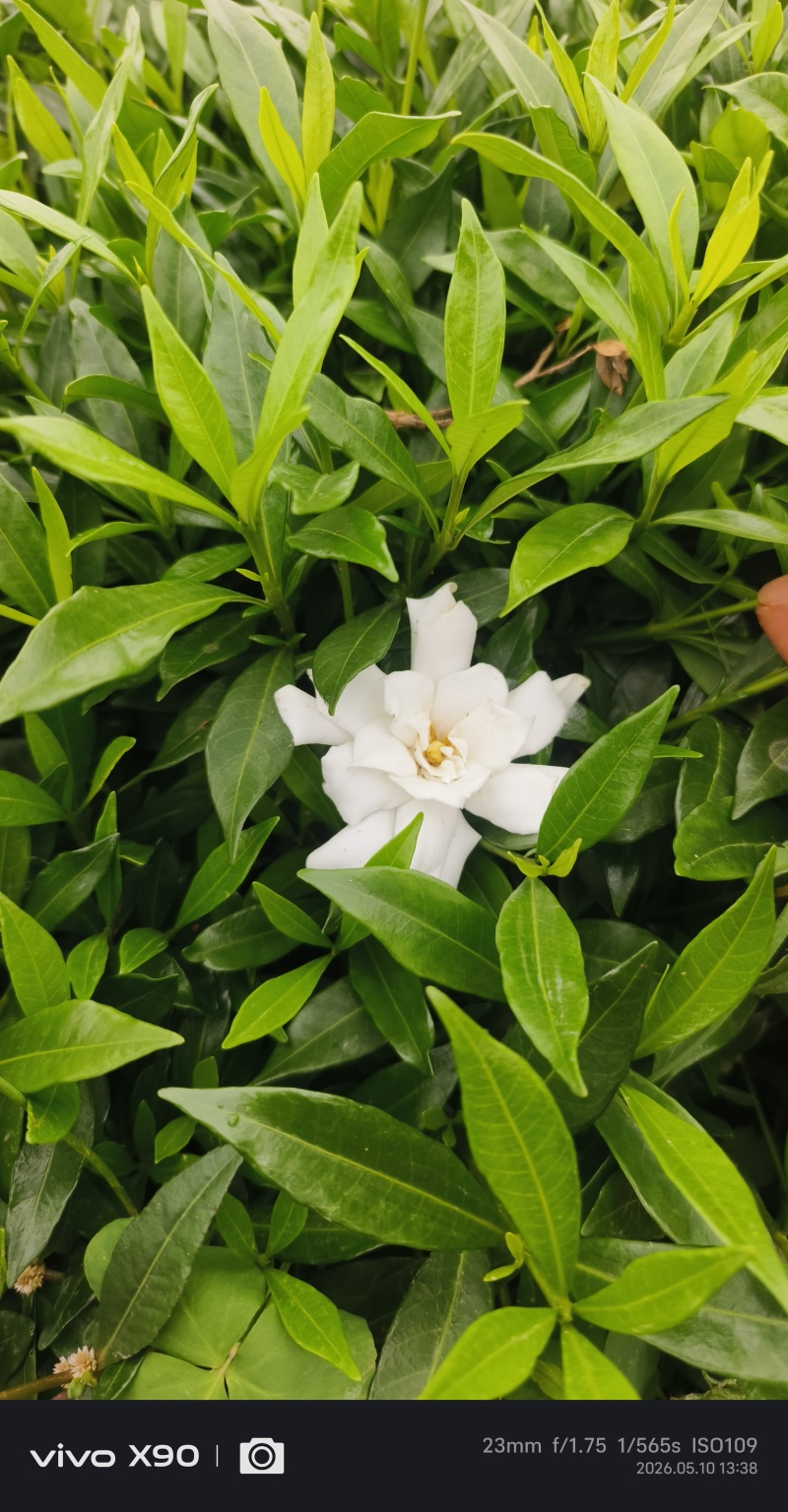 清誉重瓣栀子花#小叶栀子花#桅子花扦插芽苗#场地大量供应