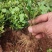 清誉重瓣栀子花#小叶栀子花#桅子花扦插芽苗#场地大量供应