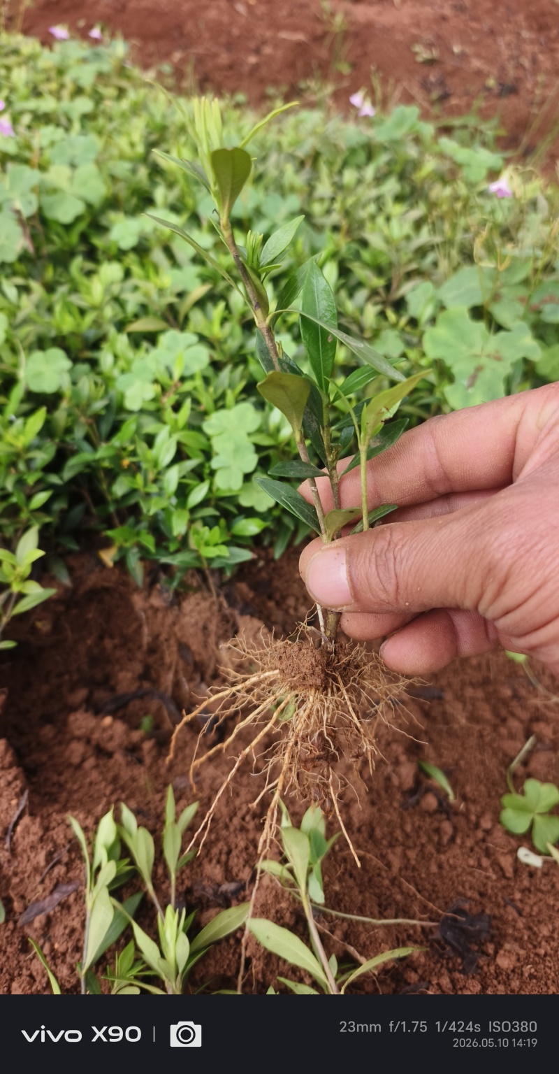 清誉重瓣栀子花#小叶栀子花#桅子花扦插芽苗#场地大量供应