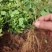 清誉重瓣栀子花#小叶栀子花#桅子花扦插芽苗#场地大量供应
