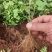 清誉重瓣栀子花#小叶栀子花#桅子花扦插芽苗#场地大量供应