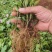 清誉重瓣栀子花#小叶栀子花#桅子花扦插芽苗#场地大量供应
