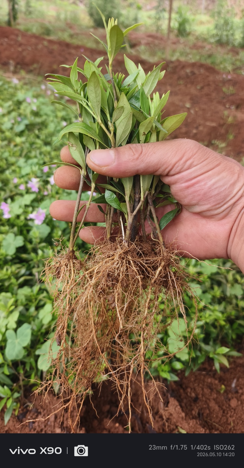 清誉重瓣栀子花#小叶栀子花#桅子花扦插芽苗#场地大量供应