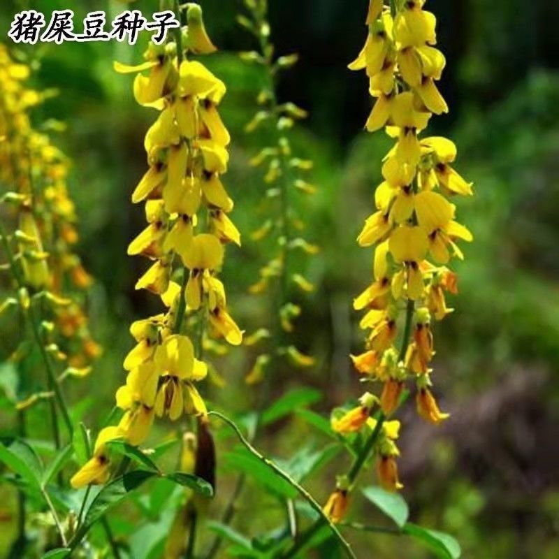 猪屎豆种子高产护坡绿化野苦豆大眼兰野花生大马铃水蓼竹响铃