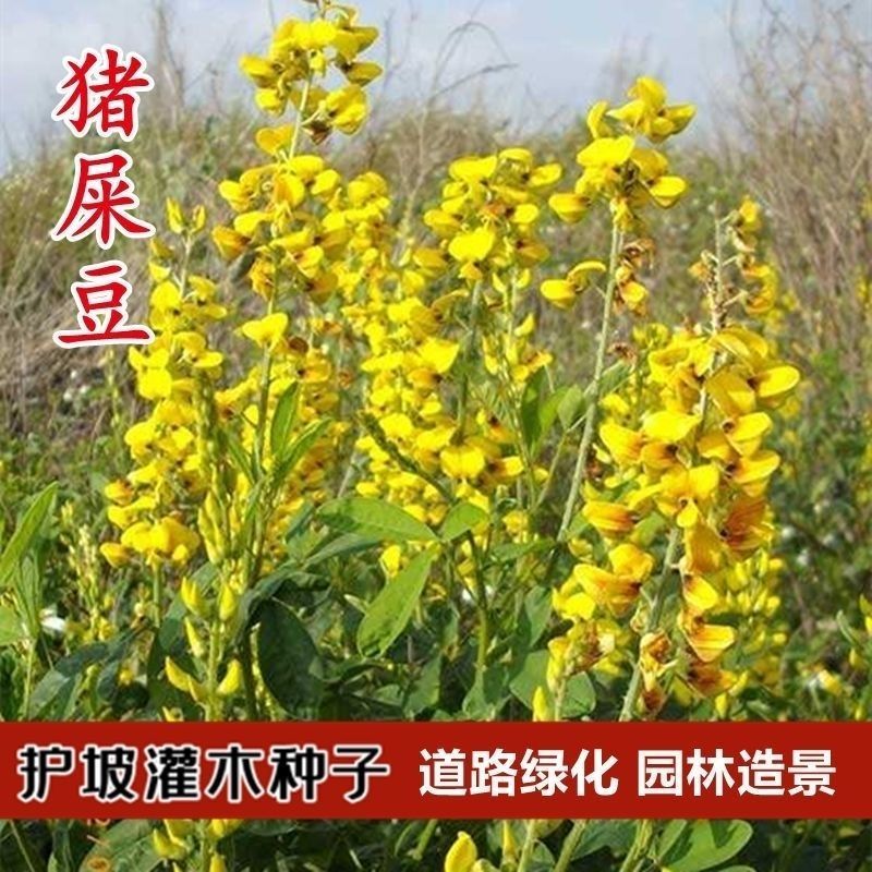 猪屎豆种子高产护坡绿化野苦豆大眼兰野花生大马铃水蓼竹响铃