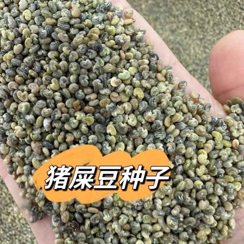 猪屎豆种子高产护坡绿化野苦豆大眼兰野花生大马铃水蓼竹响铃
