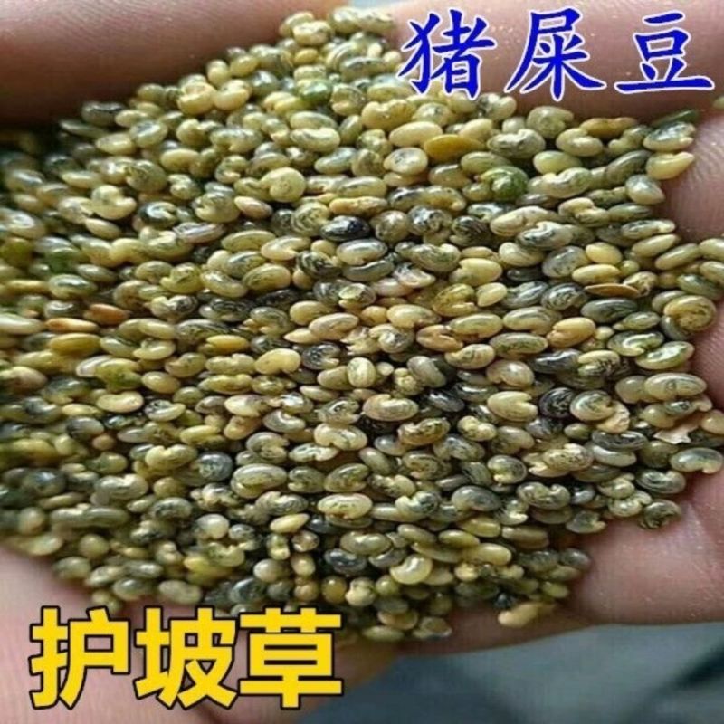 猪屎豆种子高产护坡绿化野苦豆大眼兰野花生大马铃水蓼竹响铃