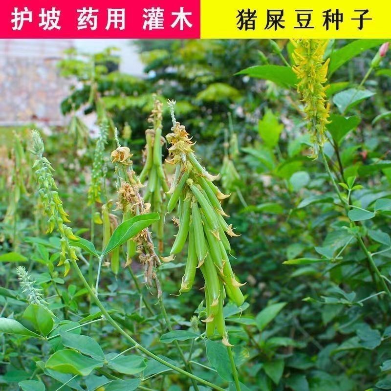 猪屎豆种子高产护坡绿化野苦豆大眼兰野花生大马铃水蓼竹响铃