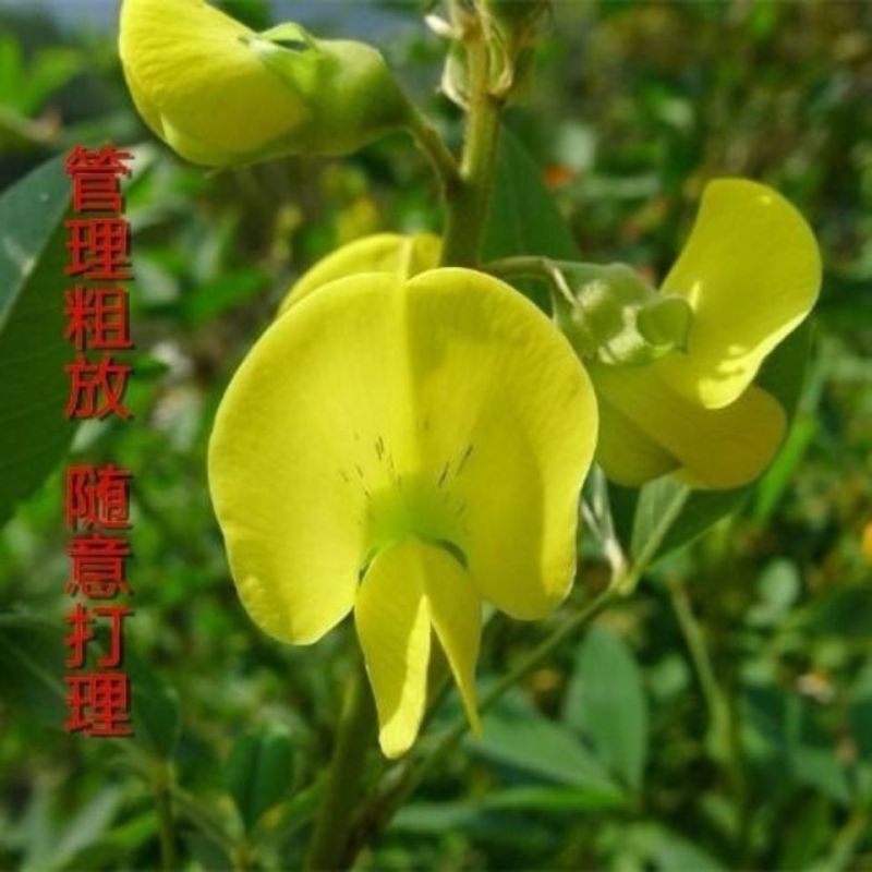猪屎豆种子高产护坡绿化野苦豆大眼兰野花生大马铃水蓼竹响铃